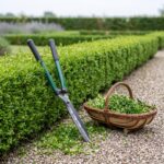 Boxwood hedge shears beside a garden trug full of green hedge clippings